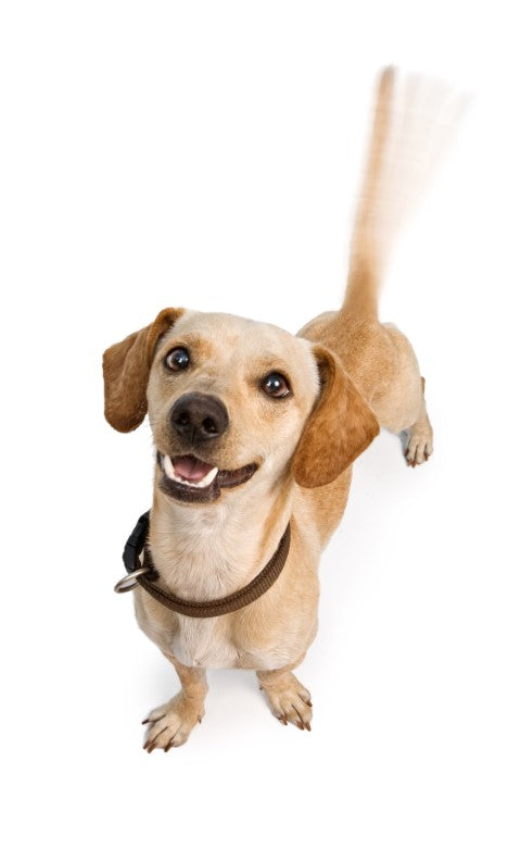 Healthy Breeds Chiweenie Young Pup Shampoo - Gentle 8 Oz Puppy Shampoo, Baby Powder Scent 3 thumbnail image