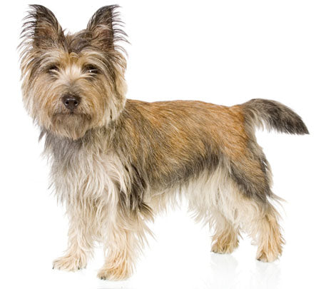 Cairn Terrier – Healthy Breeds