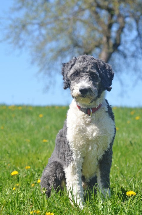 Aussiedoodle