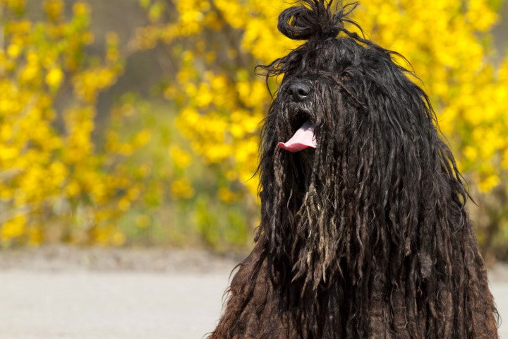 Bergamasco