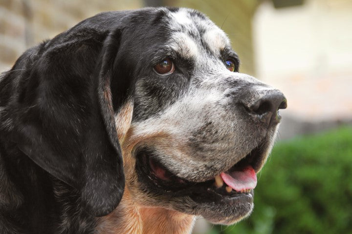 Bluetick Coonhound