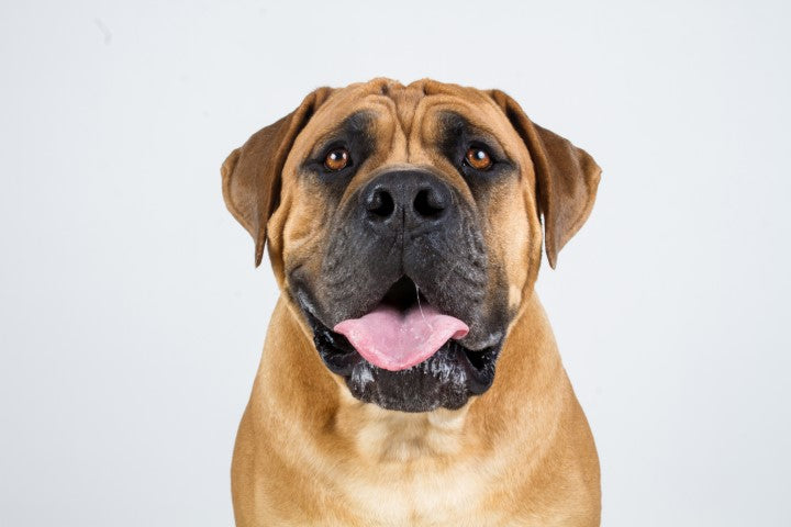 Boerboel