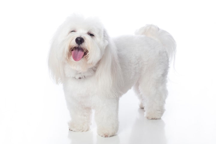 Coton de Tulear