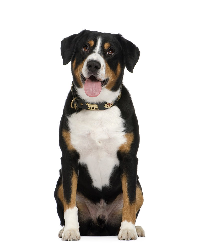 Entlebucher Mountain Dog