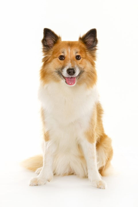 Icelandic Sheepdog