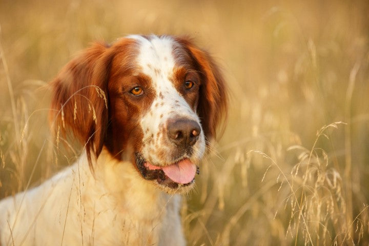 Irish Red and White Setter