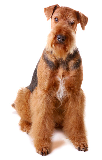 Airedale Terrier