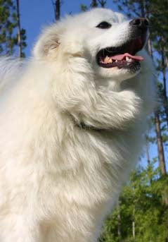 American Eskimo Dog