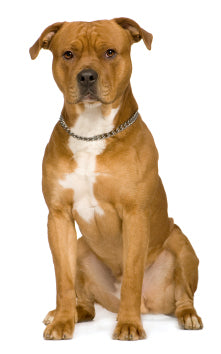 American Staffordshire Terrier