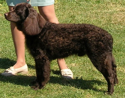 American Water Spaniel