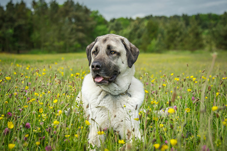 Anatolian Shepherd