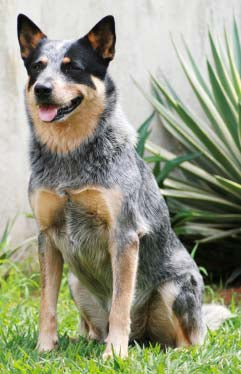 Australian Cattle Dog