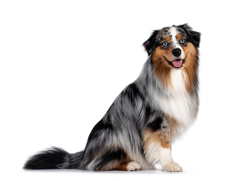 Australian Shepherd - Blue Merle Tricolor