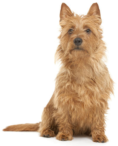 Australian Terrier