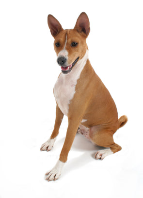 Basenji