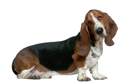 Basset Hound