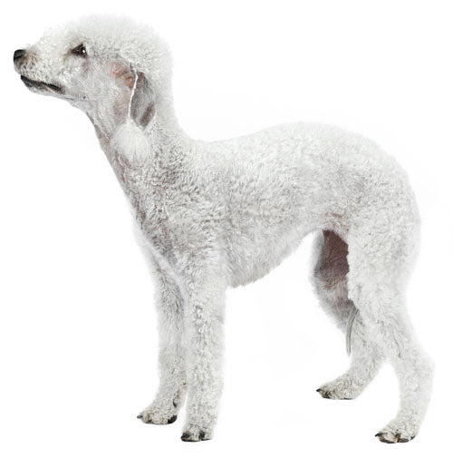 Bedlington Terrier