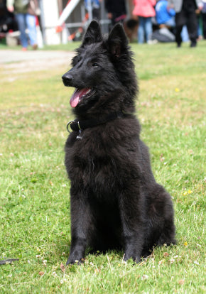 Belgian Sheepdog