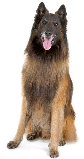 Belgian Tervuren