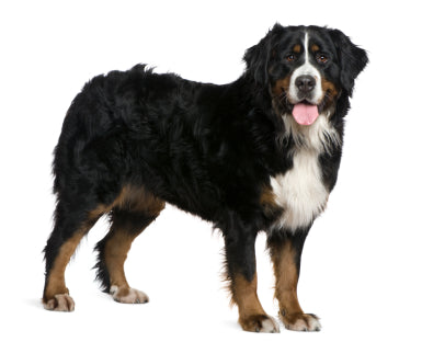 Bernese Mountain Dog