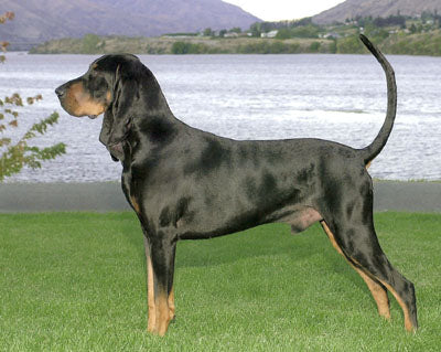 Black and Tan Coonhound