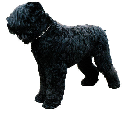 Black Russian Terrier