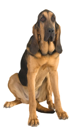 Bloodhound