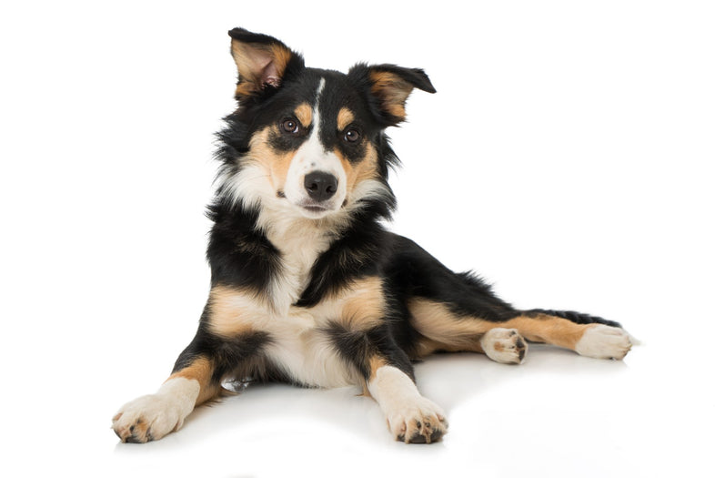 Border Collie - Tricolor