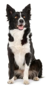 Border Collie - Black And White