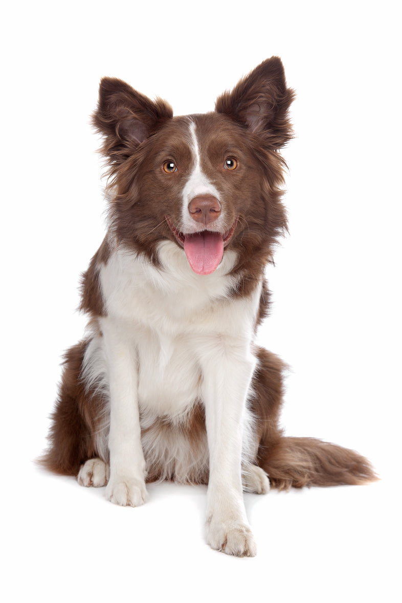 Border Collie - Chocolate