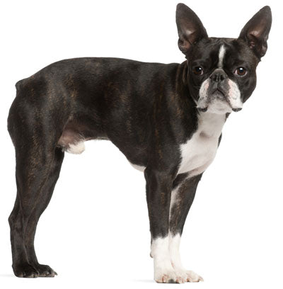 Boston Terrier