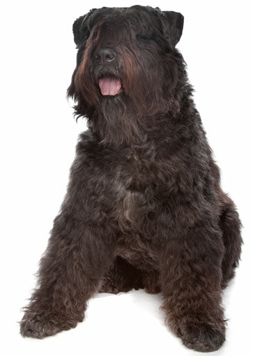 Bouvier des Flandres