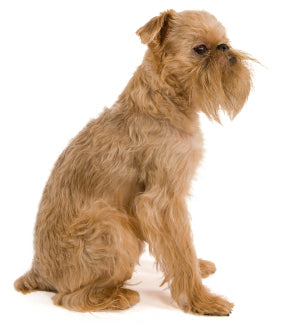 Brussels Griffon