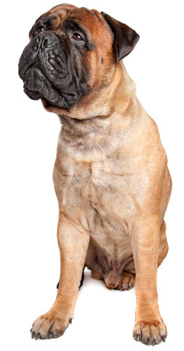 Bullmastiff