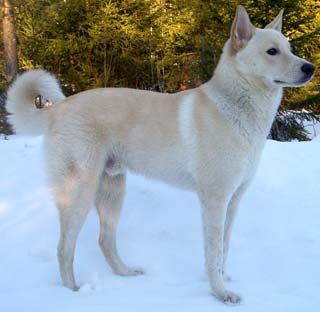 Canaan Dog