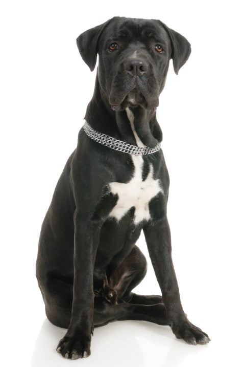 Cane Corso