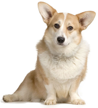 Cardigan Welsh Corgi