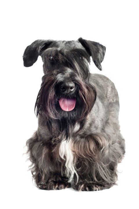 Cesky Terrier