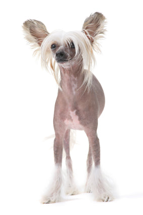 Chinese Crested