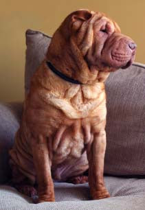 Chinese Shar Pei
