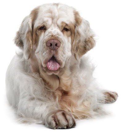 Clumber Spaniel