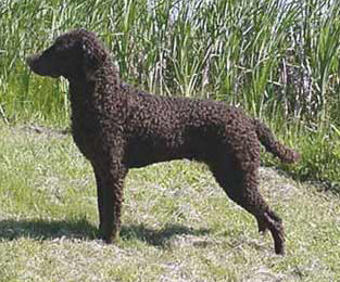 Curly Coated Retriever