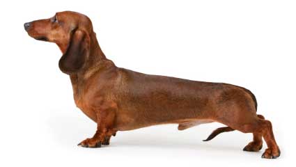 Dachshund - Smooth Red