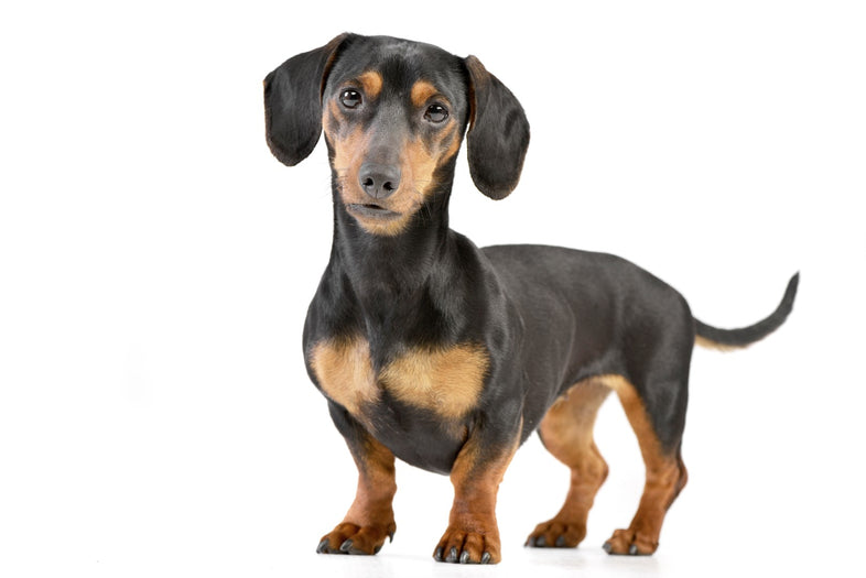 Dachshund - Smooth Black And Tan