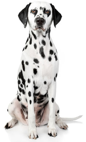 Dalmatian