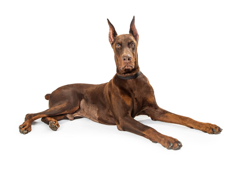 Doberman Pinscher - Red And Tan