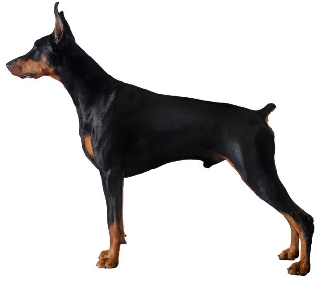 Doberman Pinscher - Black And Tan