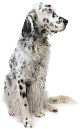 English Setter