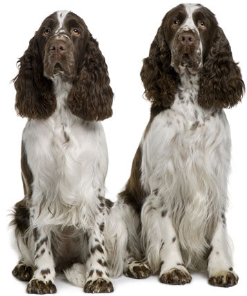 English Springer Spaniel