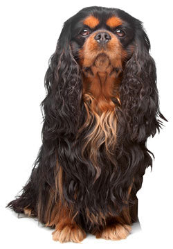 English Toy Spaniel